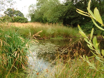 Sturts East pond in Waterloo field