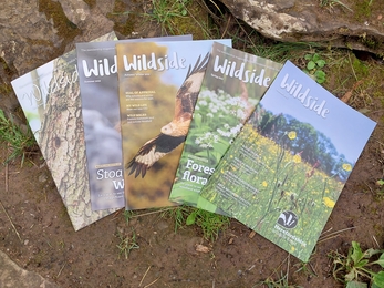 a selection of Wildside Magazines faned out on the ground. There are rocks, leaves, moss and mud showing