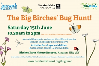 Promotional banner for Birches Bug Hunt