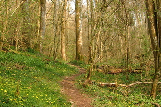 Path through spring woodland