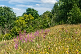 Sloping meadow with tall purple flowers and hedgerow and trees behind