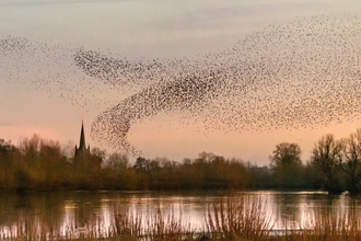 Starling murmuration in a pinky dusk above a lake with trees and church spire in background
