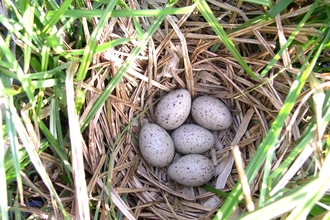 Five speckled eggs in loosely woven nest of straw amongst grasses