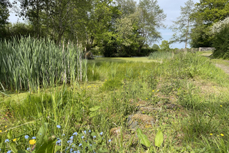 View across a pond thick with vegetation