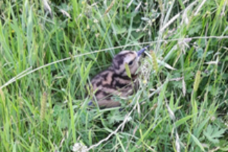 Cream and brown curlew chick amongst long grass