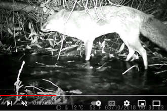 Video screenshot of fox caught on camera in shallow stream