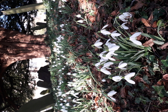 snowdrops with yew tree and gravestones in background