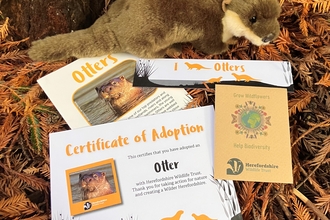 Cuddly otter toy plus leaflets