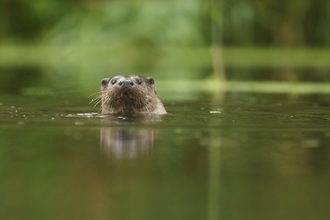 Otter poking head above water