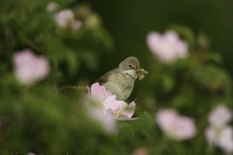 Small bird in hedgerow with pink flowers around