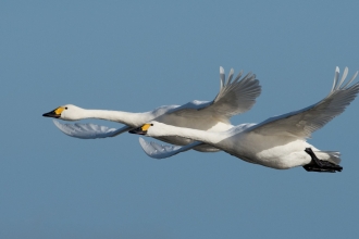 Pair of Bewick swans in flight