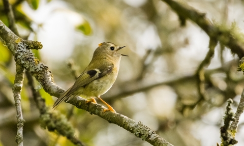 Small pale brown bird singing on a branch