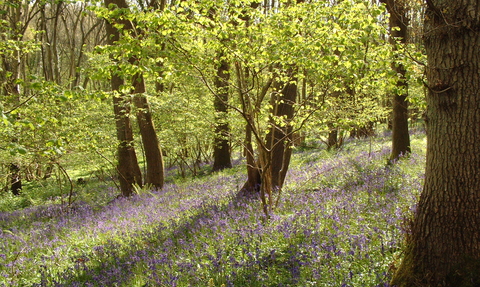 Bluebells at Lea & Paget's Wood