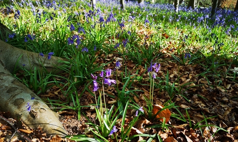 Bluebells flowering on woodland floor