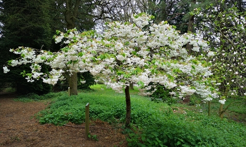 Small tree covered with white flowers in a woodland