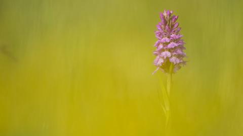 Common Spotted Orchid (c) Mark Hamblin/2020VISION