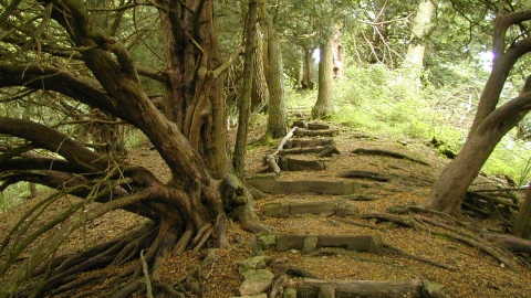 Path through yew trees