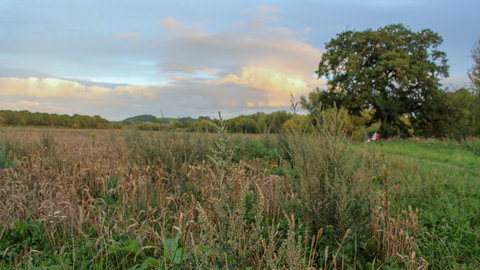 View through long grass across meadow with large tree beyond