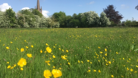 View across meadow with yellow buttercups and hedgerow and church spire behind in the distance