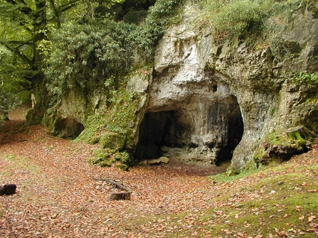 Mouth of cave in woodland