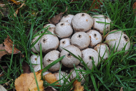 Cluster of white round fungi in grass