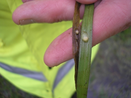 Fingers holding two blades of grass ech with a small pale yellow ball stuck on it.