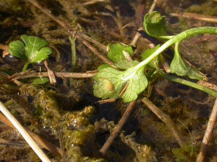 Green leaf above weedy water with small yellow ball attached to underside