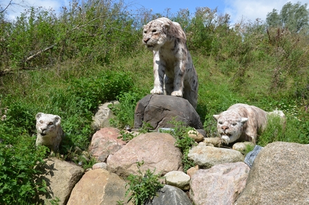 Lifelike sculptures of three sabre toothed tigers crouching on some rocks with vegetation behind