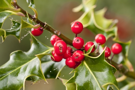 Close up of holly leaves and berries
