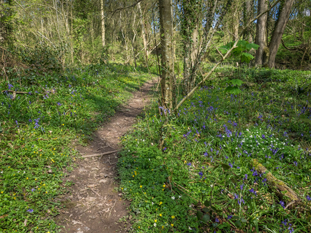 Holywell Dingle nature reserve bluebells (c) Peter & Lin Wyles