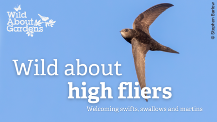 Brown bird, a swift, flying against a blue sky with white text overlaid