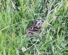 Cream and brown curlew chick amongst long grass