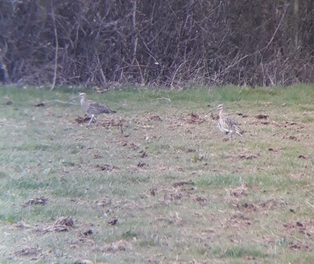 Two large birds with long beaks in grassy field (well camoflaged) with hedge behind
