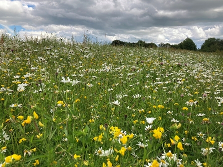 Meadow full of yellow and white flowers