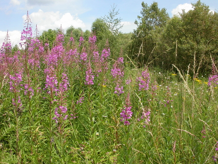 A patch of rosebay willowherb growing in front of a row of shrubby trees, with blue sky above. The willowherb has towers of pink flowers rising from a dense swathe of green leaves