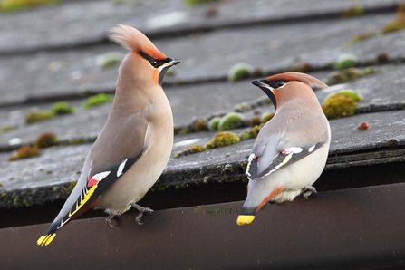 Two waxwings perch on the edge of a slate roof, looking at each other. They're plump brown and apricot birds, with a yellow-tipped tail and a prominent crest.