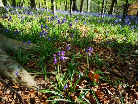 Bluebells flowering on woodland floor