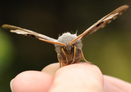 Large moth on a hand