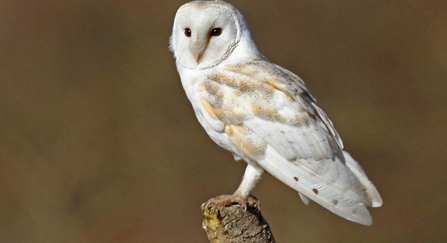 Barn Owl (Tyto alba) 