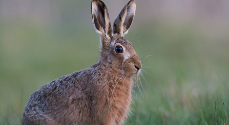Brown Hare (Lepus europaeus) - Donald Sutherland