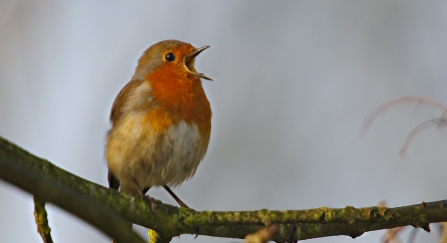 robin with beak open in song