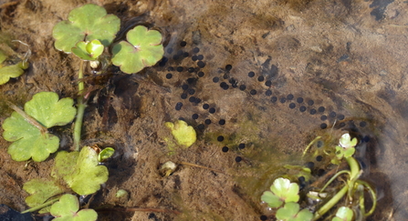 Black dots of toadspawn visible in shallow water