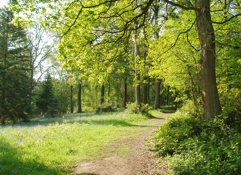 Woodland glade in spring sunshine