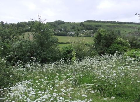 View through cow parsley to hills beyond