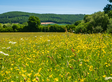 Wildflower meadow of yellow and white flowers with tall hedgerow in background and hills beyond