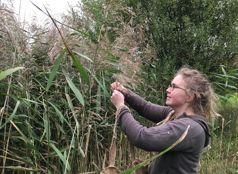 Woman holding stems of tall reeds