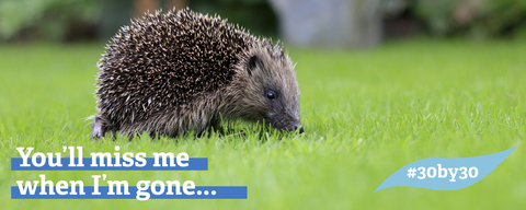 Hedgehog walking across grass