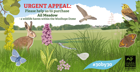 Illustration of a meadow with wildlife