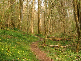 Path through spring woodland