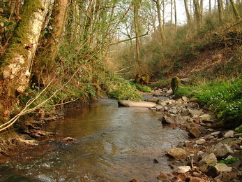 Woodland Stream